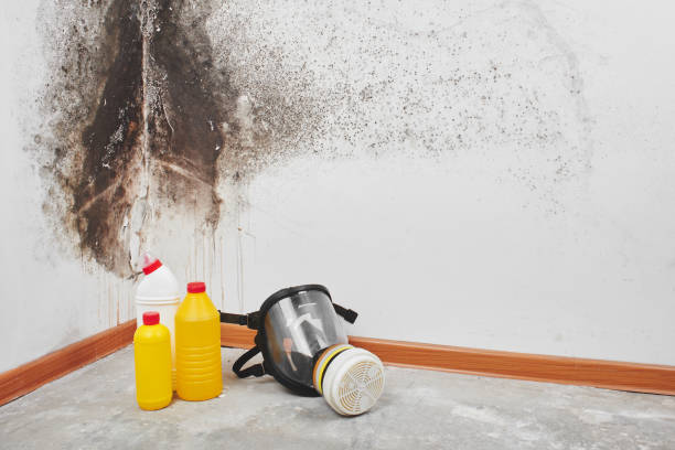 Best Attic Mold Remediation in Spring Park, MN