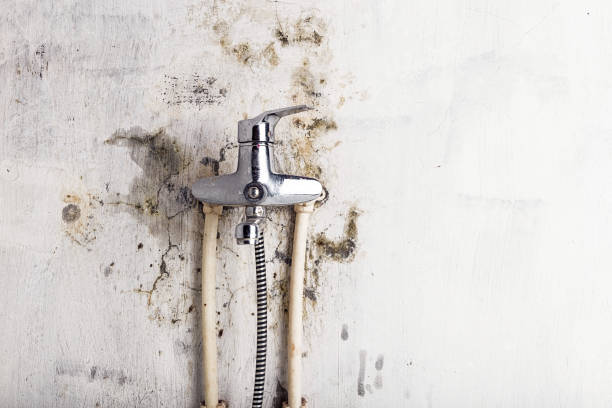 Best Post-Flood Mold Remediation in Spring Park, MN