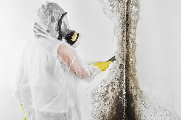 Best Residential Mold Remediation in Spring Park, MN