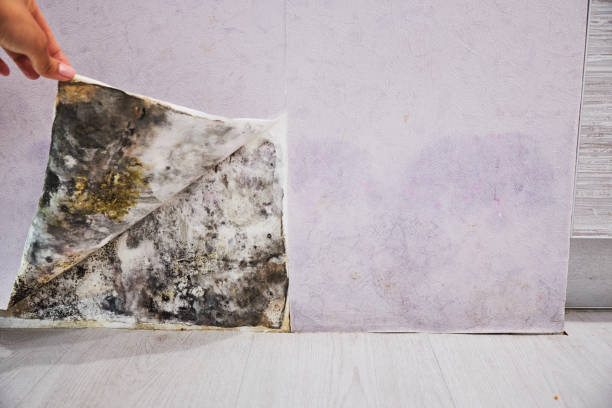 Best Basement Mold Remediation in Spring Park, MN
